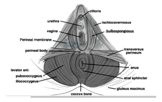Diagram pelvic floor.png