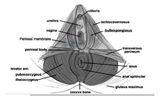 bulbospongiosus trigger points